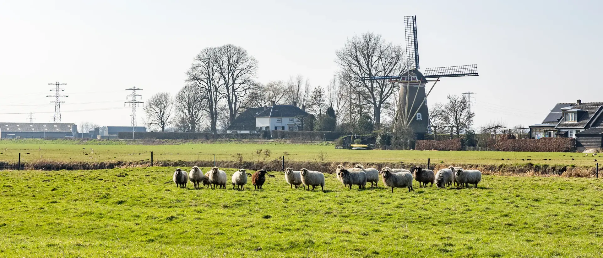 Molen en schapen Euser en Schaap