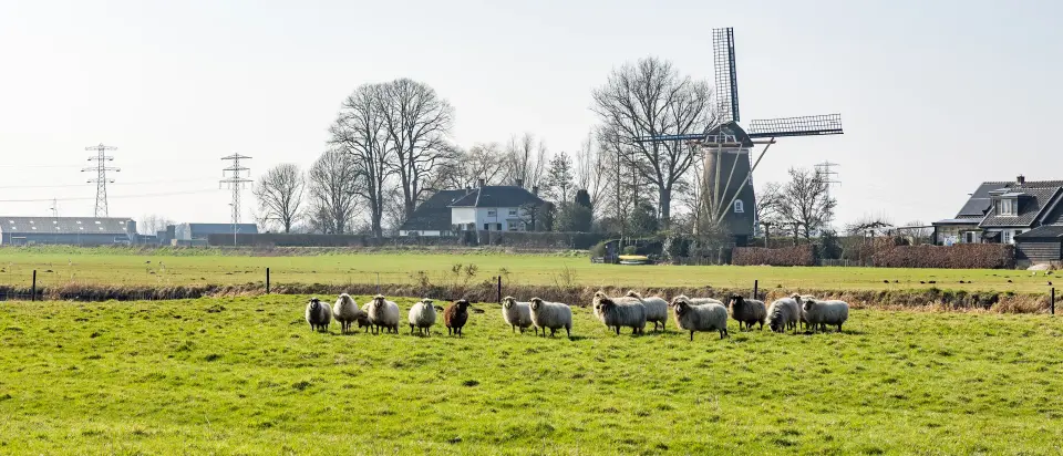 Molen en schapen Euser en Schaap