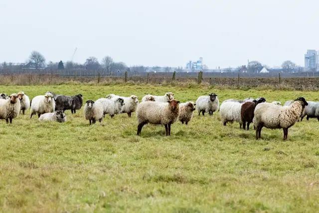 Natuur De Rentmeesters Euser en Schaap