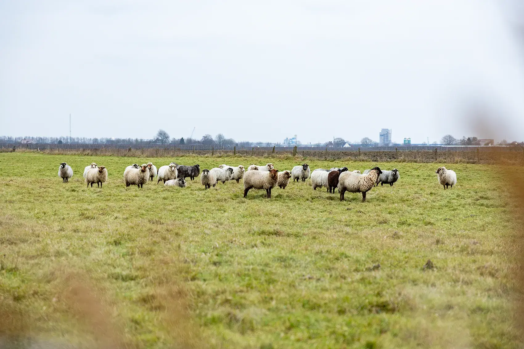 Natuur Euser en Schaap